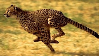 The worlds fastest land mammal  Cheetah Animals Documentary [upl. by Harad613]