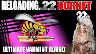 Reloading 22 Hornet  A varmint obliterator [upl. by Zipporah]