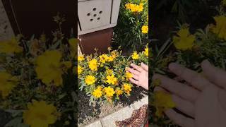 Tickseed🌼🫵🌖 cuteflowers flowervlog [upl. by Acisse690]