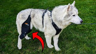 Dog Knee Brace Review Comfort Stability and Healing [upl. by Armmat]