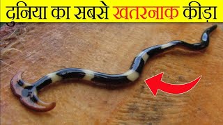 Alert❗From Hammerhead Worm [upl. by Enajiram]