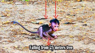 G0dHeIp Monkey baby got almost unconscious falling from 25 meter tree while his momwasAttaacked [upl. by Waldner214]