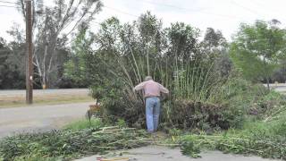 Timelapse Oleander Obliteration [upl. by Neelyak73]