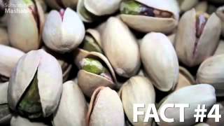 Exploding Pistachios 5facts [upl. by Reivax]