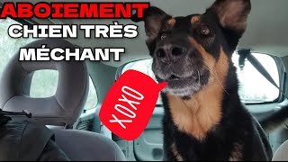 Aboiement de chien méchant  ATTENTION [upl. by Beaufert]