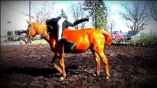 ohne Sattel auf Pferd aufsteigen Bareback ohne Sattel reitenPferde Videoscheval À cru 말Horse [upl. by Harbison693]