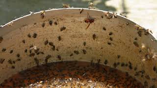 Bees and Flies Swarming Around Fermentation Residue in a Bucket [upl. by Estas117]