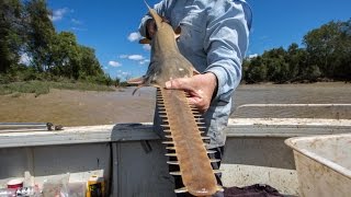 Sawfish survival [upl. by Joseph]