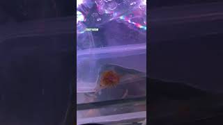 Wels Zucht Catfish Breeding bei CRAZY ROOM 🎬shortvideo catfish zierfische wels fishtank fish [upl. by Ranie]