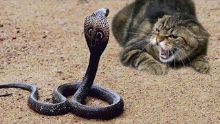 chats contre serpents ABSOLUMENT INCROYABLE [upl. by Notneiuq243]