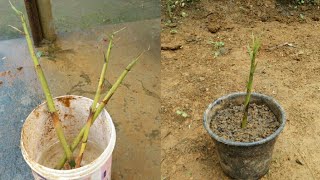 How to grow bamboo from cuttings Fast method for growing bamboo [upl. by Giorgio718]