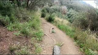 Por Collserola [upl. by Hcnarb]