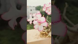 Adenium plant growth only flower no leaves flower plants adenium [upl. by Laerol]