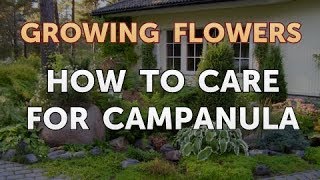 How to Care for Campanula [upl. by Schlenger]