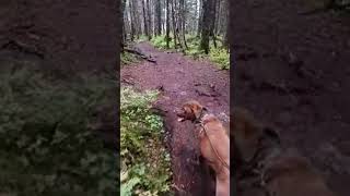 Hiking Winner Creek Girdwood Alaska LIVE [upl. by Uranie481]