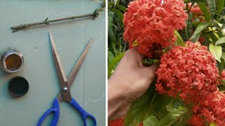 How to grow ixora from cuttings How to grow ixora fast [upl. by Yregram]