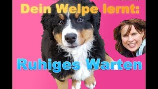 Dein Welpe lernt ruhig zu warten [upl. by Aerdnael586]