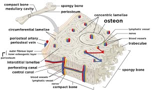 Bones Structure and Types [upl. by Lihka]