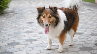 The Joys of Owning a Shetland Sheepdog [upl. by Ronica]