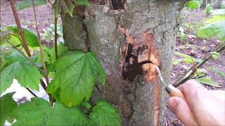 Cryptostroma corticale on Acer pseudoplatanus [upl. by Acherman]