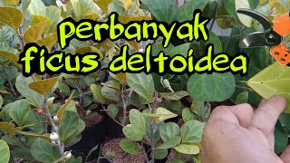 cara mudah memperbanyak ficus deltoidea atau tabat barito [upl. by Thorma510]