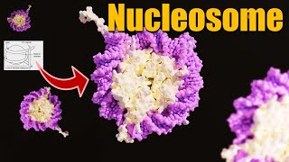 What is Nucleosome  Nucleosome model  Packaging of DNA Helix  Molecular Basis of Inheritance [upl. by Boni]