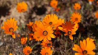 Namaqualands amazing wild flowers [upl. by Weisler]