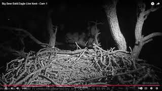 Big Bear Bald Eagles 10282024 0600 [upl. by Hadias]