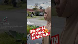 20241020 Petik buah tin segar di Telok Panglima Garang buah buahtin buahfig [upl. by Drarrej]