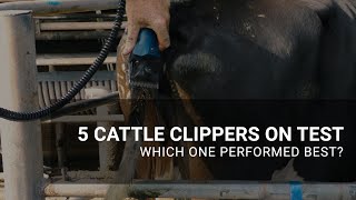 5 cattle clippers on test [upl. by Ajak]