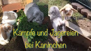 Hilfe meine Kaninchen jagen sich Kämpfe und Jagereien bei Kaninchen🐰 [upl. by Raf689]