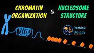 Chromatin Organization Animation  Nucleosome Structure [upl. by Rap]