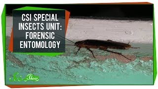 CSI Special Insects Unit Forensic Entomology [upl. by Denyse]