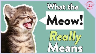 Cats Meowing Why They Meow amp What it REALLY Means [upl. by Oiuqise923]