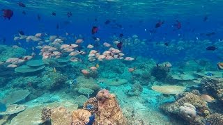 Snorkeling Ellaidhoo Maledives 2015 march [upl. by Anawit]