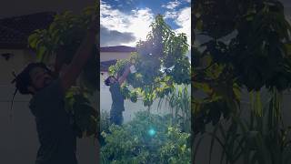 🥑Natural repellent tip for fruit trees… [upl. by Zacharias]