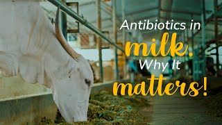 How antibiotics enter milk and why it matters  Akshayakalpa organic [upl. by Demetre]