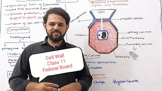 Cell Wall  Class 11  Federal Board  KPK Board  Balochistan Board  FBISE  Biology [upl. by Ahsinik]