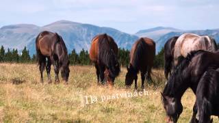 Rumunsko za pastevci a medvědi [upl. by Netsirhk997]