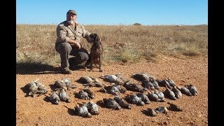 Griffones Korthals de Almayate cazando perdiz conejo y liebre Parte 2 [upl. by Eivad]