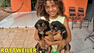 DOIS FILHOTES DE ROTTWEILER TWO ROTTWEILER PUPPIES [upl. by Spada]