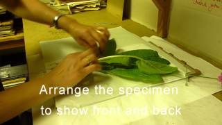 RBGE Herbarium Basic Plant Collecting and Pressing [upl. by Oster]