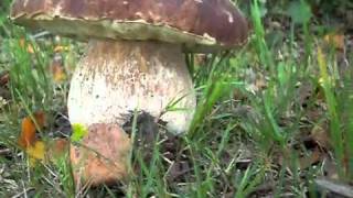 Eekhoorntjesbrood Boletus edulis 11 sept 2010wmv [upl. by Phemia]