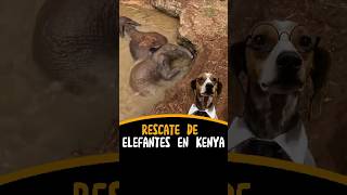 Rescate de elefantes en Kenya [upl. by Keisling518]