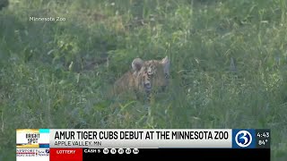 THE BRIGHT SPOT Pair of rare Amur tiger cubs debut at Minnesota zoo [upl. by Assili542]