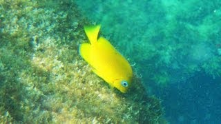 Jetties at St Andrews State Park snorkeling Panama City Beach [upl. by Blader]