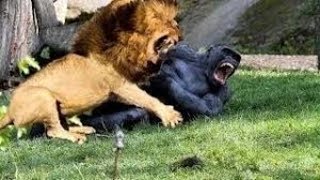 Lion vs Gorilla Fight  Wild Animals Attack [upl. by Eliseo651]