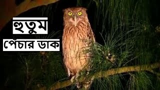 হুতুম পেঁচার ডাক  Brown Fish Owl Horror Sound at Night  Hutum Pechar Dak wildindiamit [upl. by Aleekat]