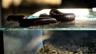 Setting up the Giant African Millipede Enclosure  A Guide [upl. by Remat815]