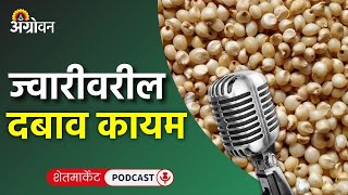 Cotton Soybean Market कापूस बाजारभाव सोयाबीन भाव टोमॅटो बाजार ज्वारी दर  Agrowon [upl. by Sirron]